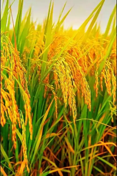 金黄色的稻田是赞美农耕人的美丽画卷,黄灿灿,沉甸甸的稻穗低着头是被