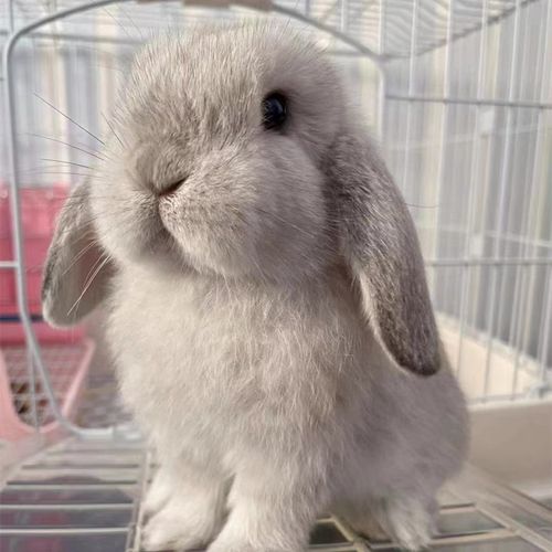 进口血统垂耳兔活物霜白暹罗小鹿黄纯种混血荷兰折耳宠物兔子活体