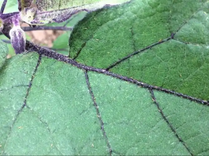 p>西花蓟马是 a target="_blank" href="/item/蓟马科/5024037" data