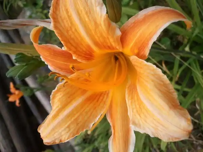 这是什么花?能吃吗?