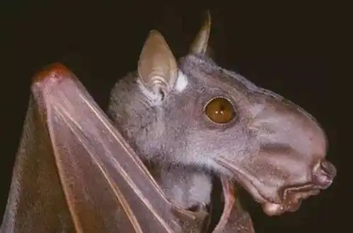 世界上最大的"蝙蝠",长相酷似黑狗,却一直以水果为生!