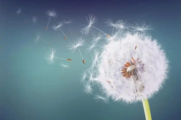 蒲公英飞上自然背景的特写镜头希望的种子