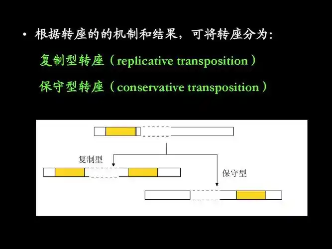 的机制和结果,可将转座分为: 复制型转座(replicative transposition)