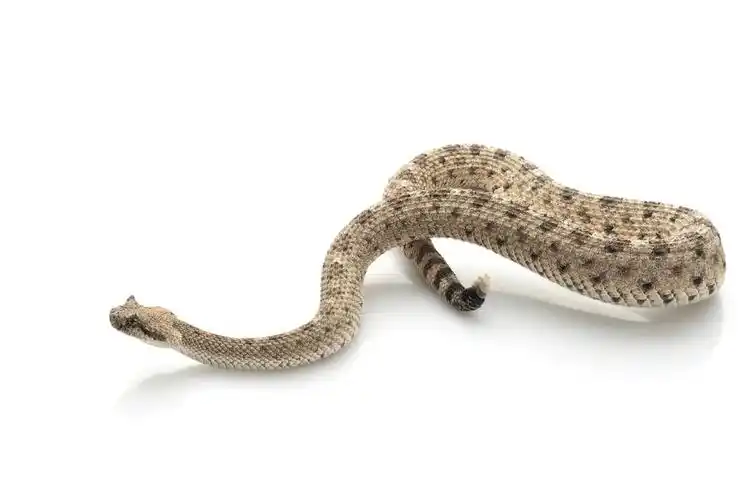 响尾蛇,响尾蛇 (响尾蛇角蝰) 孤立的白色背景上.