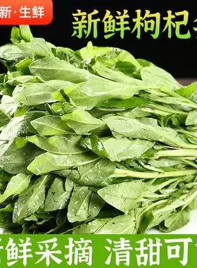 【现货】新鲜蔬菜枸杞叶1斤云南野菜枸杞尖枸杞苗菜枸杞芽菜顺丰