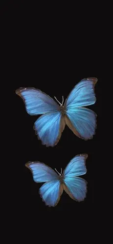 蓝色/蝴蝶/唯美_手机壁纸_唯美其他手机壁纸_我要个性网