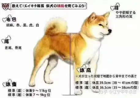 柴犬品质分析大全