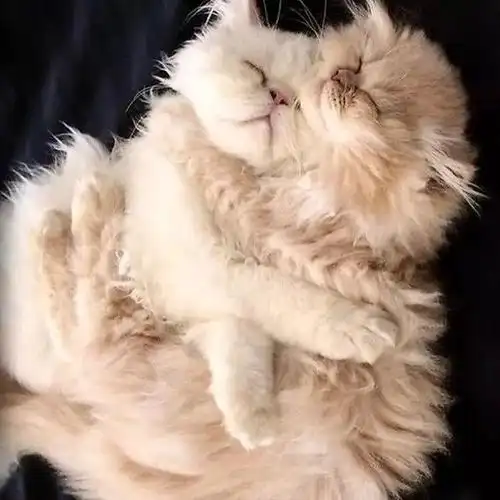 20 张猫咪拥抱图,就是不想离开彼此和小床