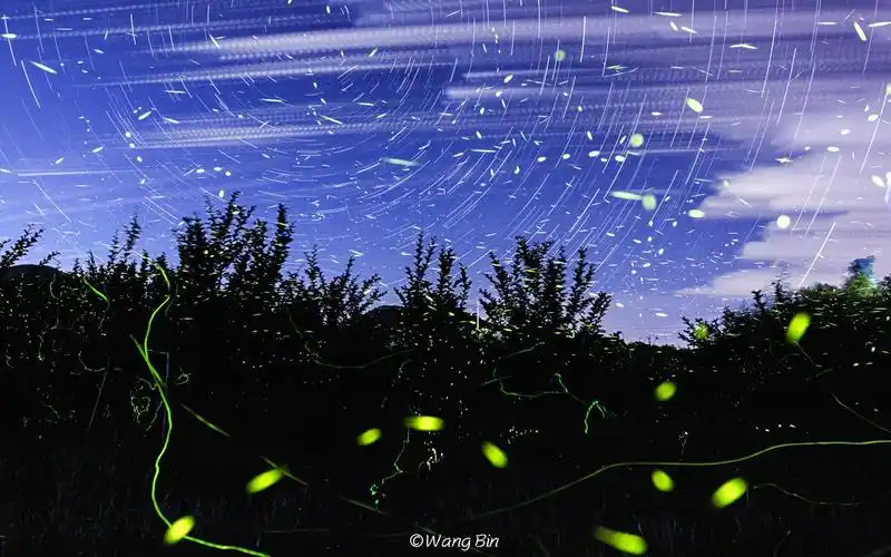 佳能r6录制拍摄星空下的萤火虫