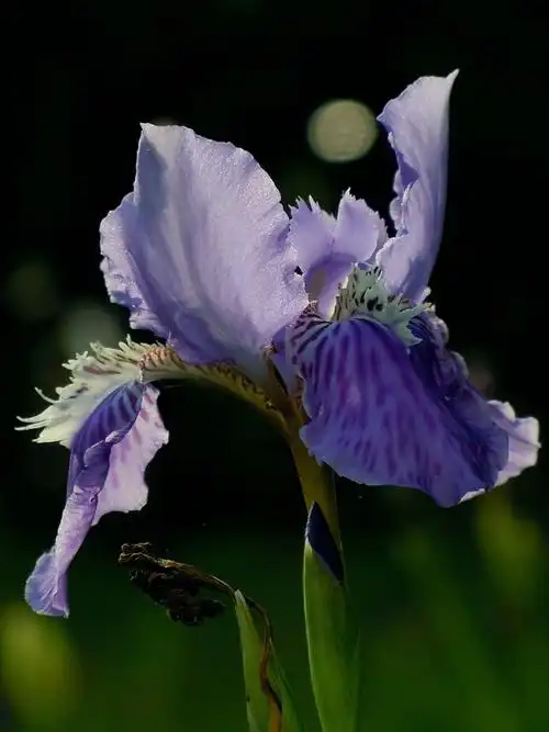 【首发】鸢尾花(二)