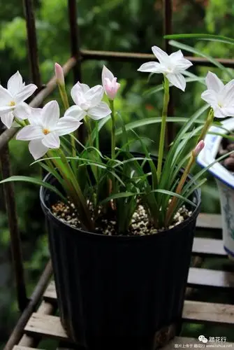 风雨之后,风雨兰开.
