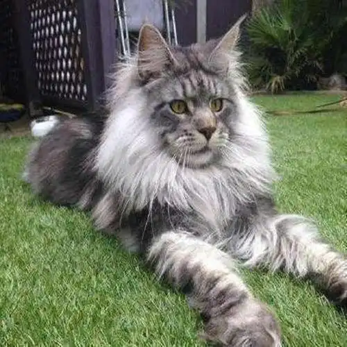 缅因猫幼猫活体英短蓝白猫幼猫活体英短蓝猫幼猫小猫咪纯种布偶猫