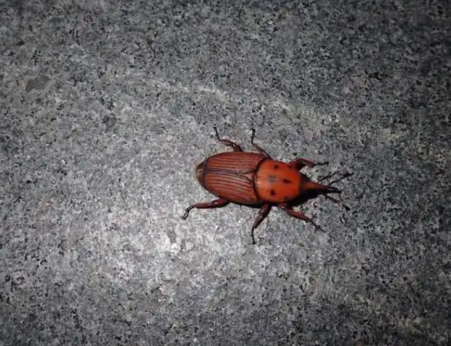 ksvqir">红棕象甲(学名: i>rhynchophorus ferrugineus /i>)是竹象科