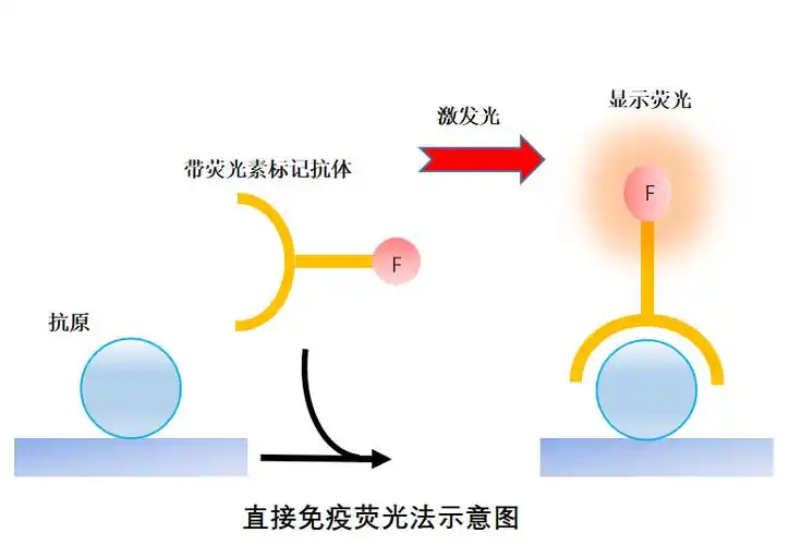 免疫荧光入门必备菌菌带你解锁这项实验技能