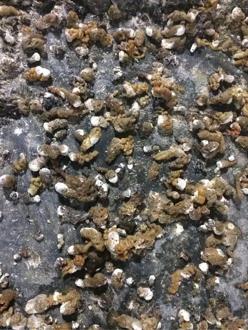 鱼肠子粪便怎么办