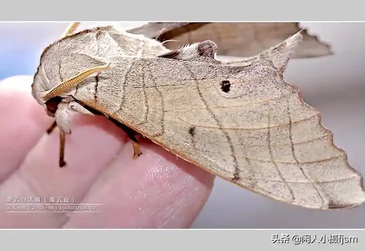 原创天蛾除了长喙天蛾你见过鬼脸天蛾锯翅天蛾其它天蛾吗