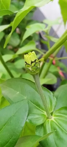 百日菊又名百日草,火毡花,鱼尾菊,节节高和步步登高,菊科百日菊属植物