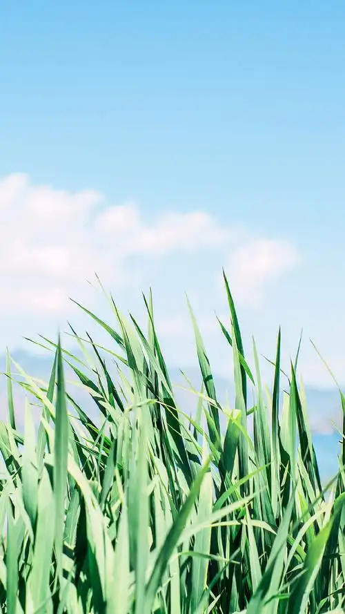 小清新的安卓和iphone手机壁纸风景图片