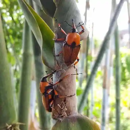 竹象虫 山珍美味烧烤美食小吃400克 云南特产竹虫 竹笋虫香脆 400克