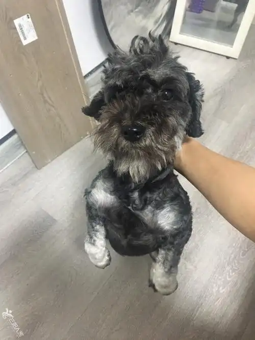 无偿领养狗狗雪纳瑞未断尾体重十斤左右狗是之前