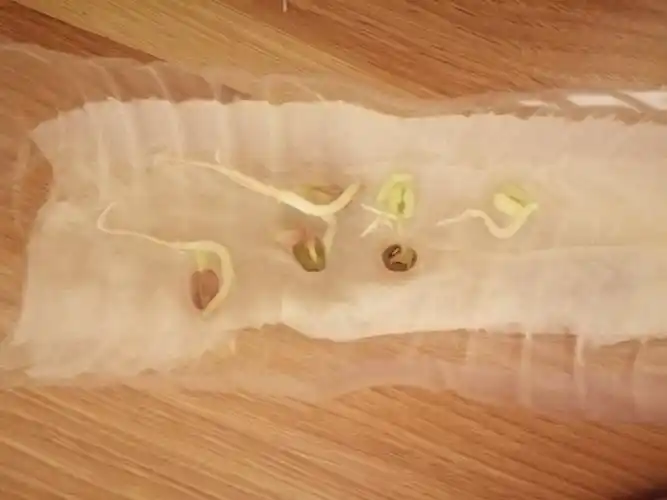 六年级25班——王乐康《生命的的律动之菜豆种子的萌发日记》