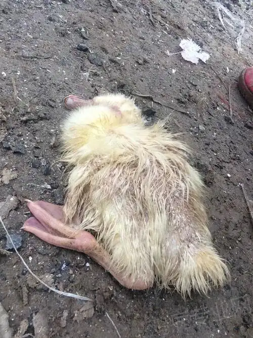 2000只十几天的小鹅,每天死亡百十只,怎么回事?