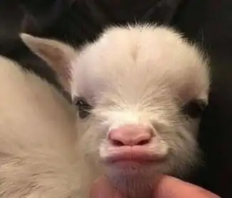 小羊你撅嘴干吗 网友:怎么这么人里人气?