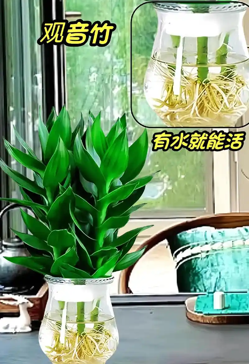 水培观音竹.观音竹又名富贵竹,摆在家里或者办公室,富贵大气, - 抖音