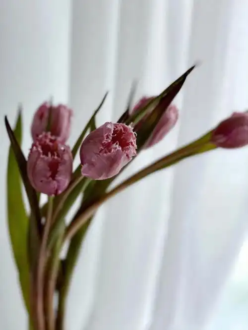 花材分享流苏郁金香