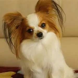 纯种小型蝴蝶犬幼犬宠物蝴蝶犬活体西施犬幼犬马尔济斯犬幼犬宠物