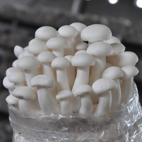 白玉菇(大袋装) 不含盆