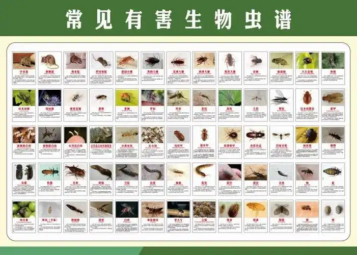 常见有害虫谱挂图害虫昆虫展示虫子叶子动物图片作物病虫害图谱