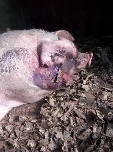 猪病体温我家猪妈妈颈部长了个小瘤子一直滴答滴答的流血求高人指点有