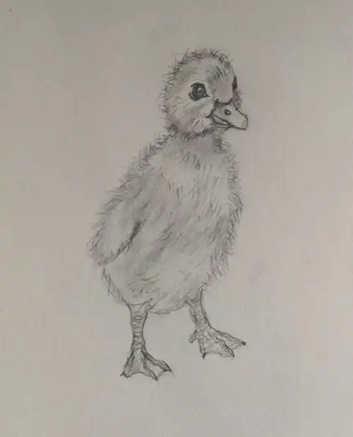 第一次画,就是因为跟着画这个小鸭,让我决定开始学习素描的