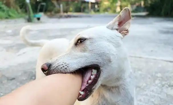 狗狗"咬主人"的7大原因,真是不看不知道|狗狗|主人|咬人_新浪新闻