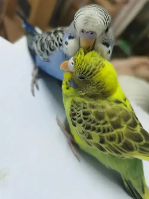 一直发出哼唧哼唧的声音#鹦鹉  #虎皮鹦鹉  #我家宠物好可爱