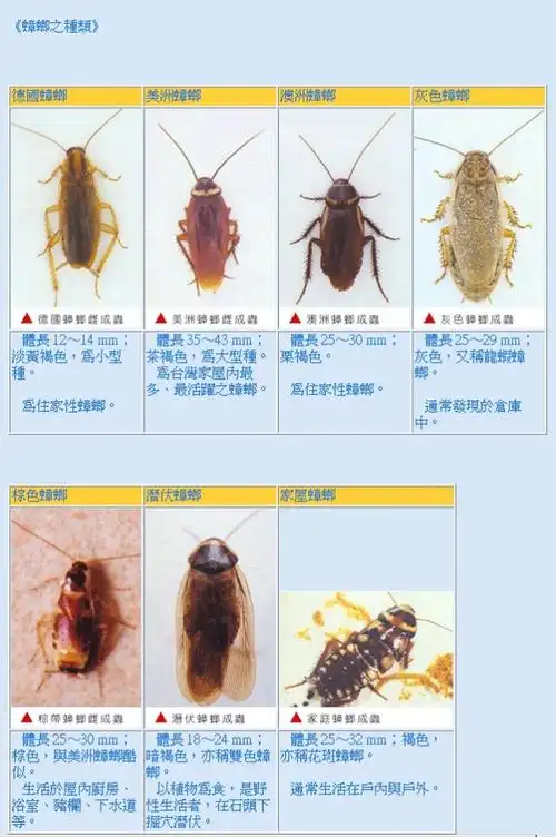 蟑螂功效与作用