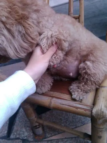 看下这个狗狗怀孕了没交配30天了