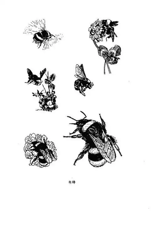 白描花鸟之昆虫篇
