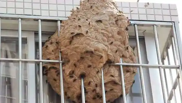 家里有马蜂窝的预兆家里来了马蜂说明了什么