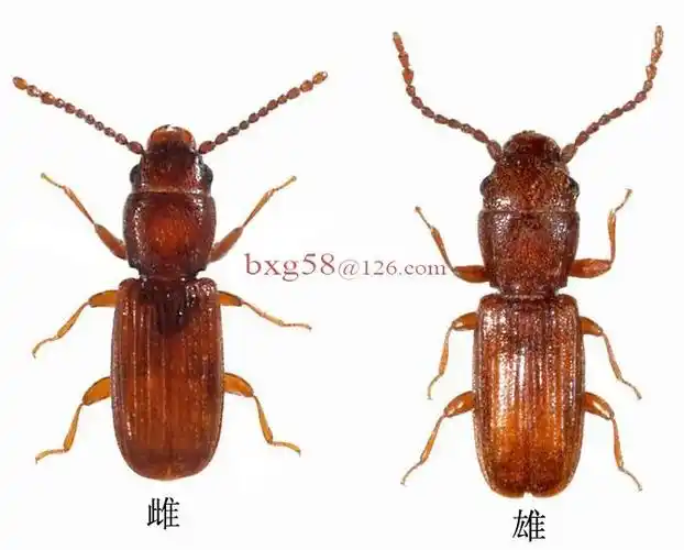 展开全部 锈赤扁谷盗,家里粮食里面生出来的.