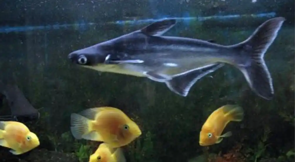 小蓝鲨会不会吃小型鱼?