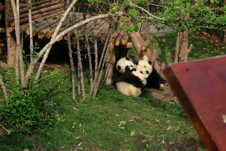 (巨多图预警)2017年最新成都熊猫基地攻略(想去的看过来,po主3-4月亲