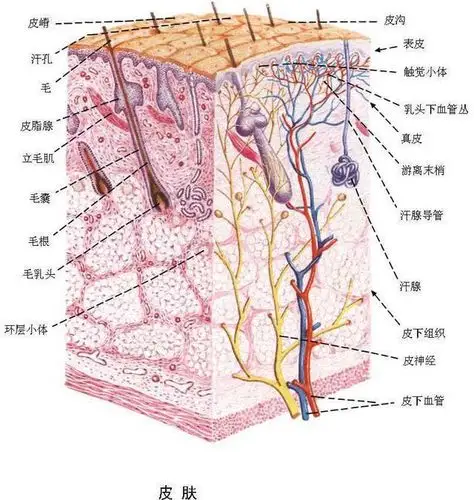 皮肤反复溃疡要警惕鳞状细胞癌