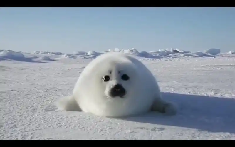 超萌的小海豹还知道怎样抓镜头,超可爱的