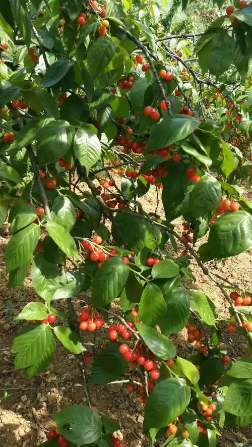 读书日,三五好友,驱车前往临县西乡樱桃沟
