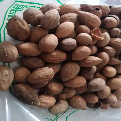 正宗油桶子,桐子油,桐油批发图片