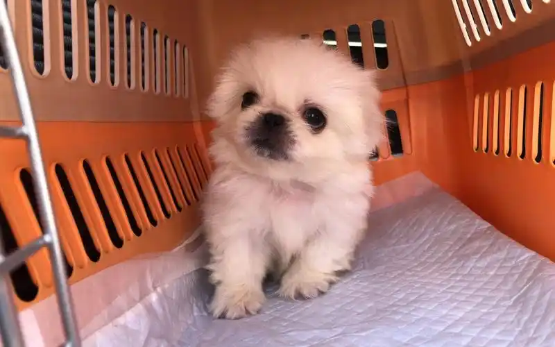 老版小京巴小奶狗,你见过吗?还会冲人撒娇真萌!