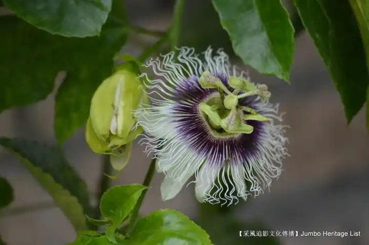 第2124回蚁狮榕小蜂紫胶虫隐头花序青果榕属