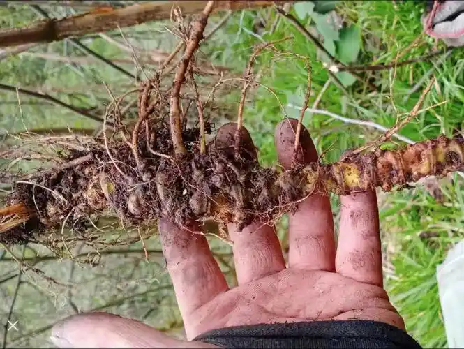 竹节三七价格多少钱一斤,野生竹节三七价格